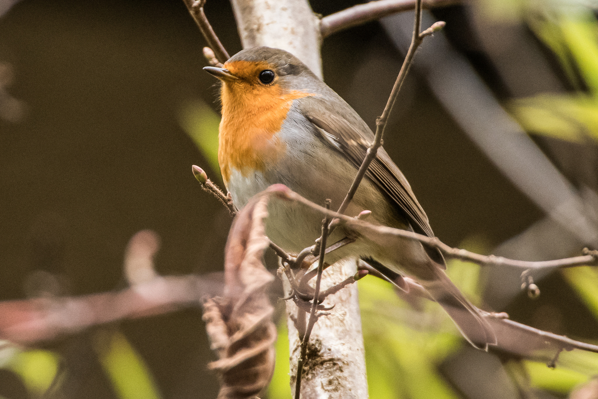 Sigma 50-500mm F4.5-6.3 DG OS HSM sample photo. Robin photography