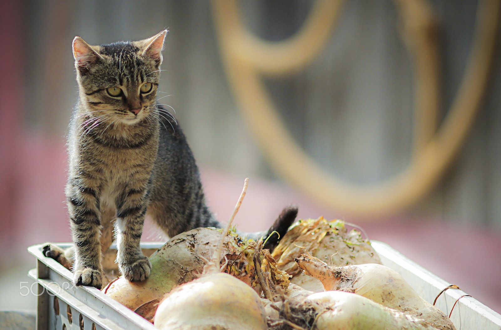 Canon EOS 600D (Rebel EOS T3i / EOS Kiss X5) + Canon EF 200mm F2.8L II USM sample photo. Cat on a sugar beet photography