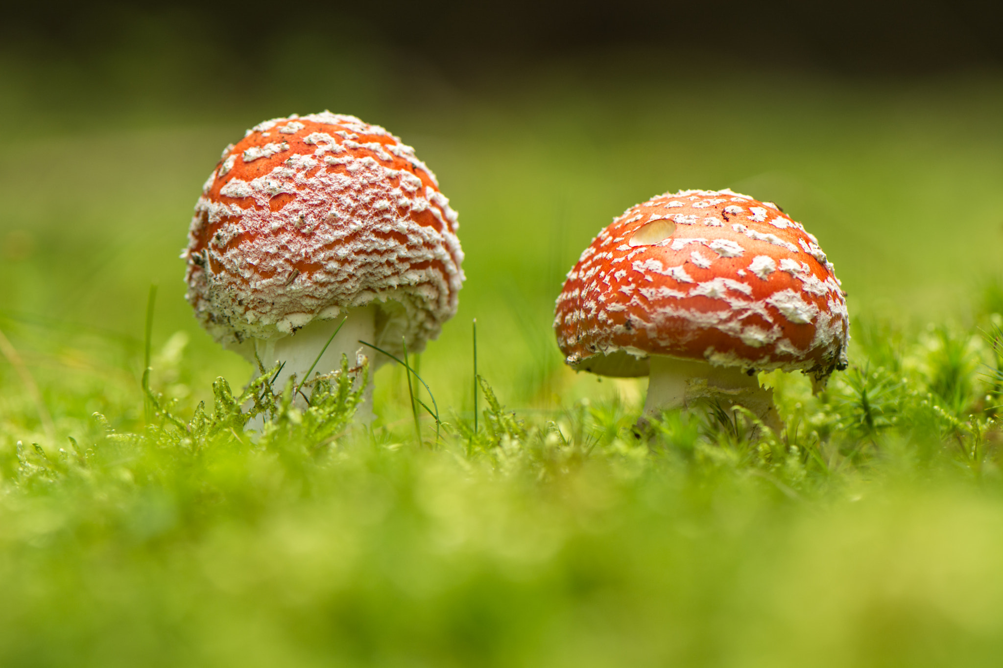 Nikon AF-S Micro-Nikkor 105mm F2.8G IF-ED VR sample photo. Amanita photography