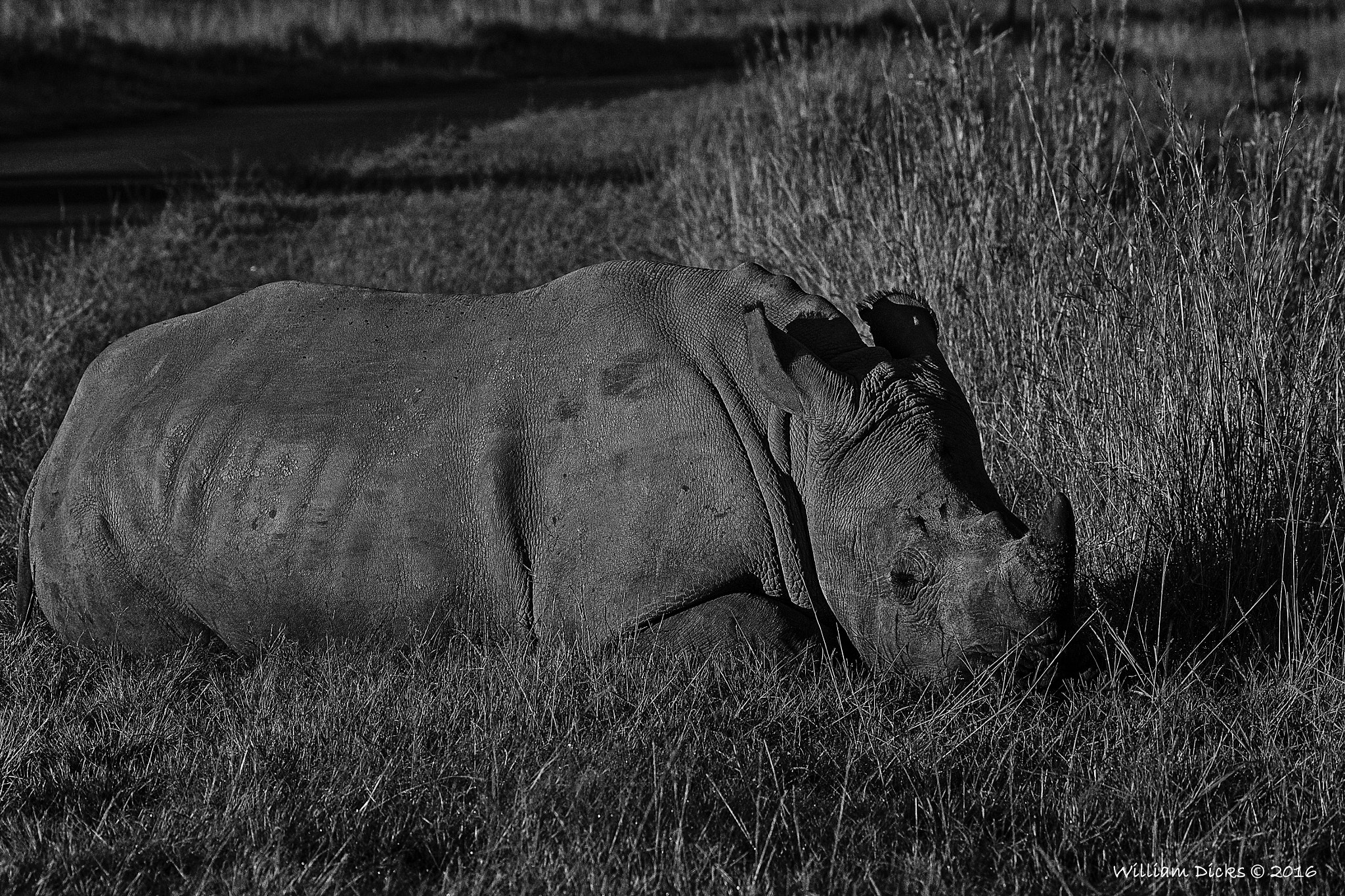 Sigma 150-500mm F5-6.3 DG OS HSM sample photo. Resting rhino photography