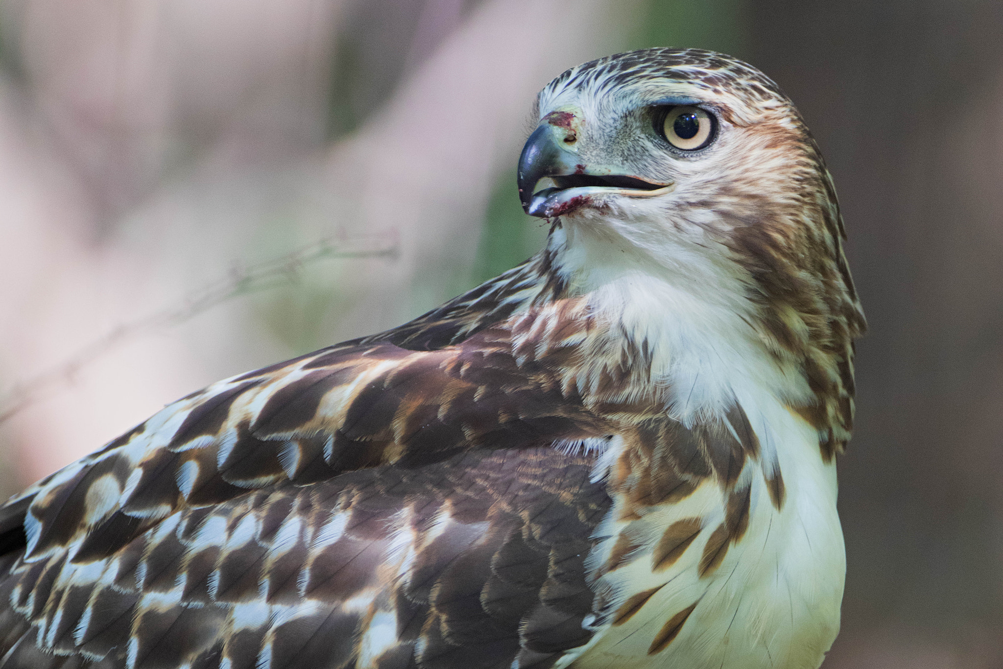 Canon EOS 80D + Canon EF 500mm F4L IS USM sample photo. Bloody beak photography