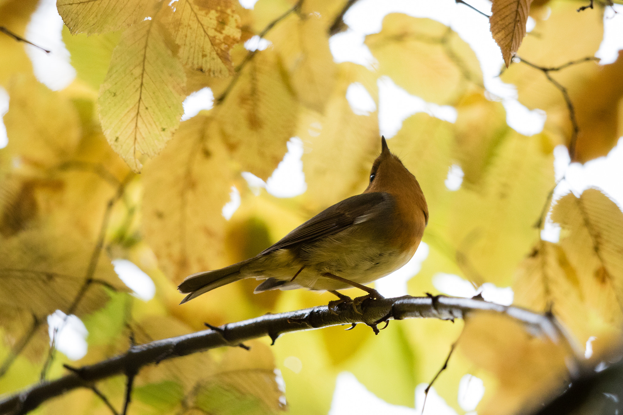 Canon EF 500mm F4L IS II USM sample photo. Meise im herbstlicht photography