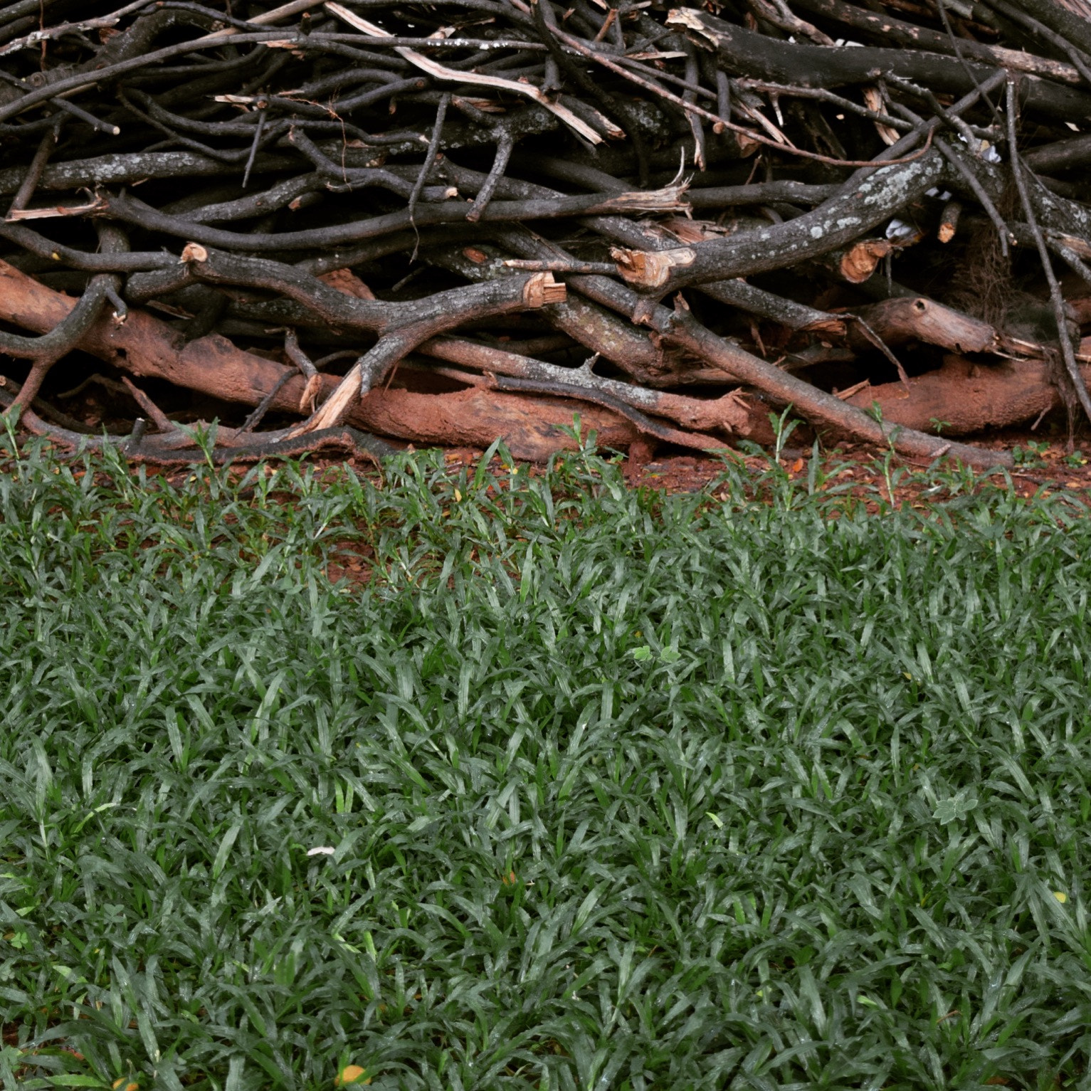 Nikon D5300 + AF Nikkor 70-210mm f/4-5.6D sample photo. Tree perfection, right? photography