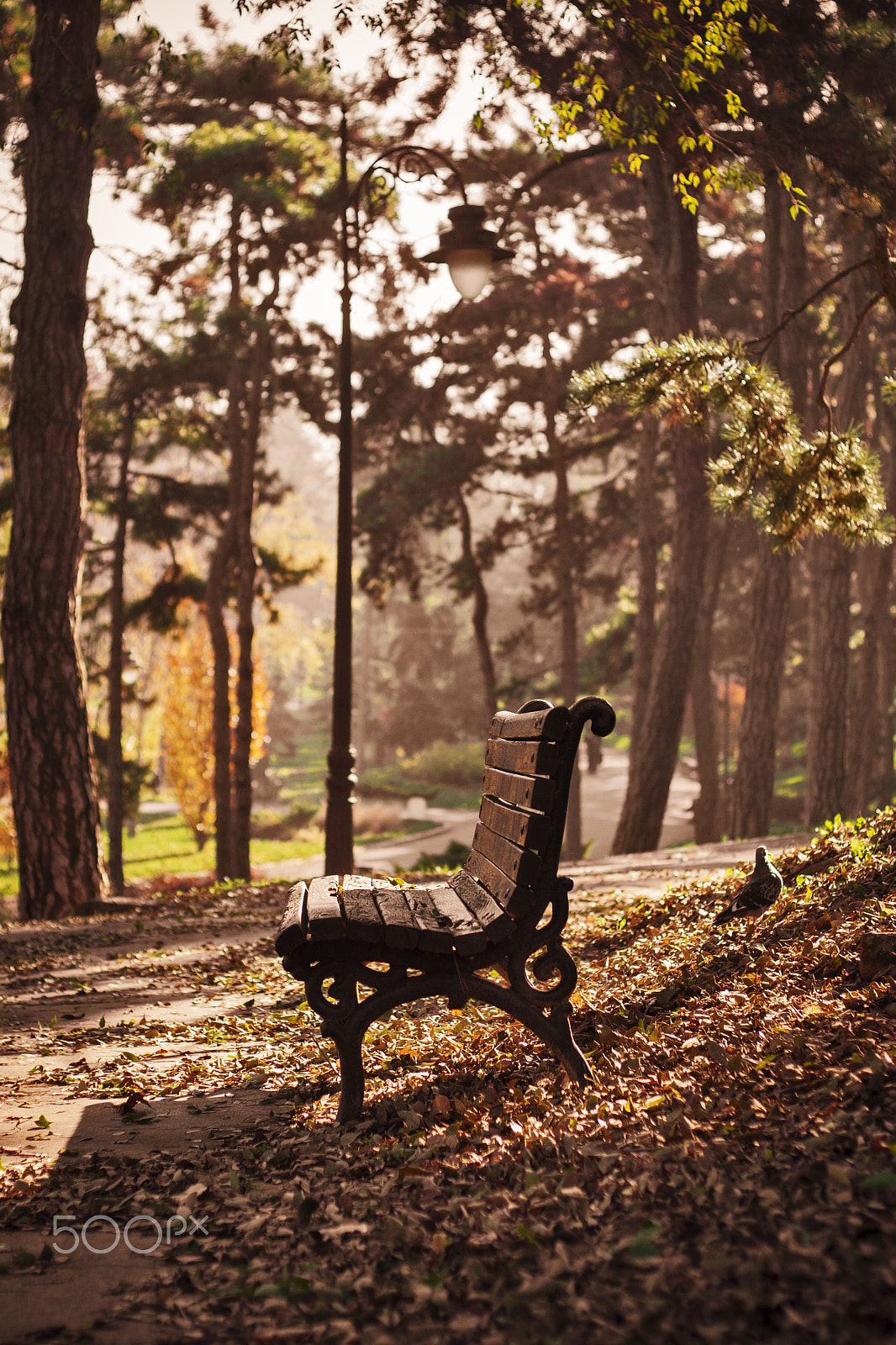 Canon EOS 30D + Canon EF 50mm f/1.8 sample photo. An empty bench in a park on a sunny autumn day photography