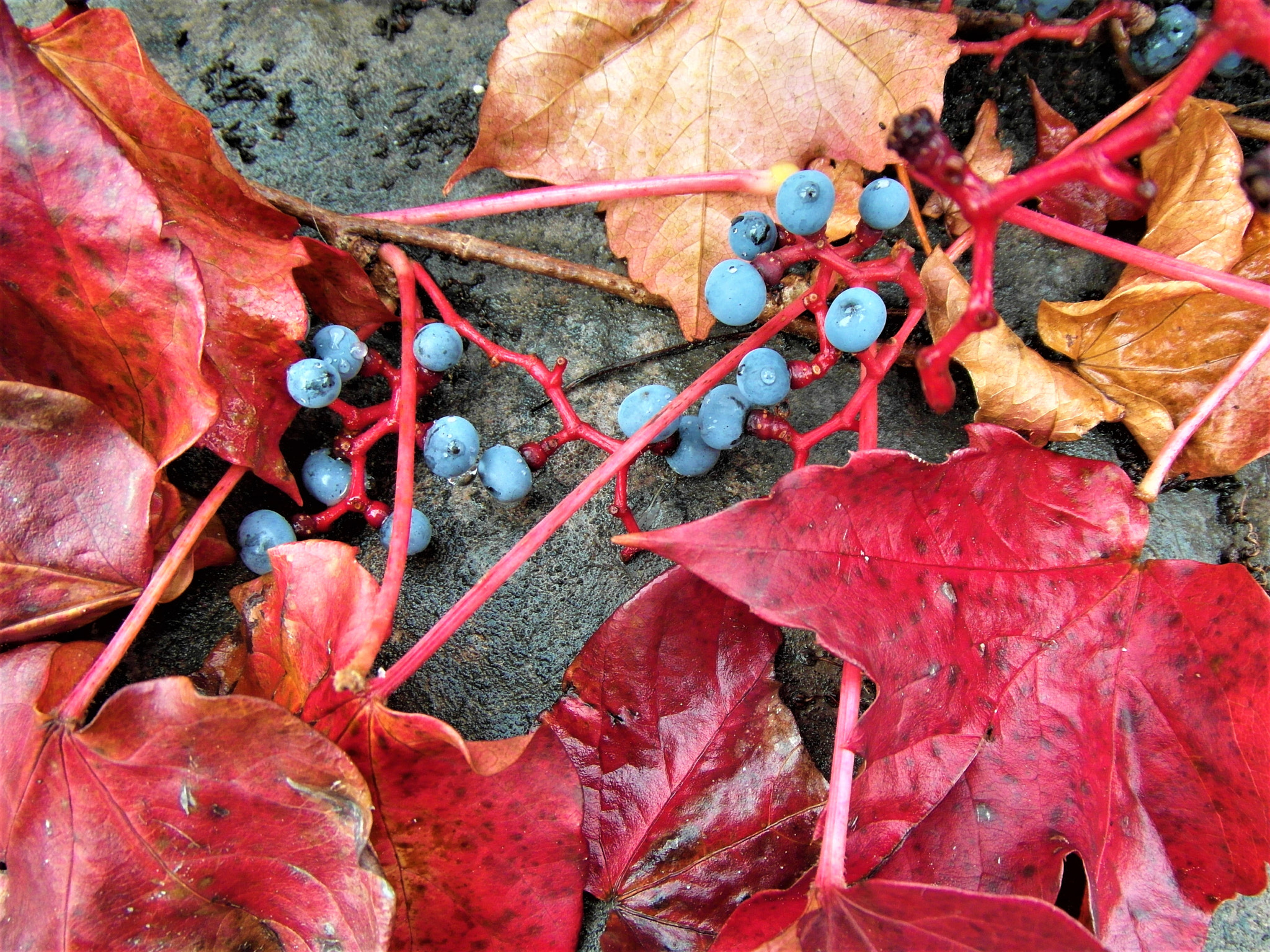 Samsung WB750 sample photo. Red & blue photography