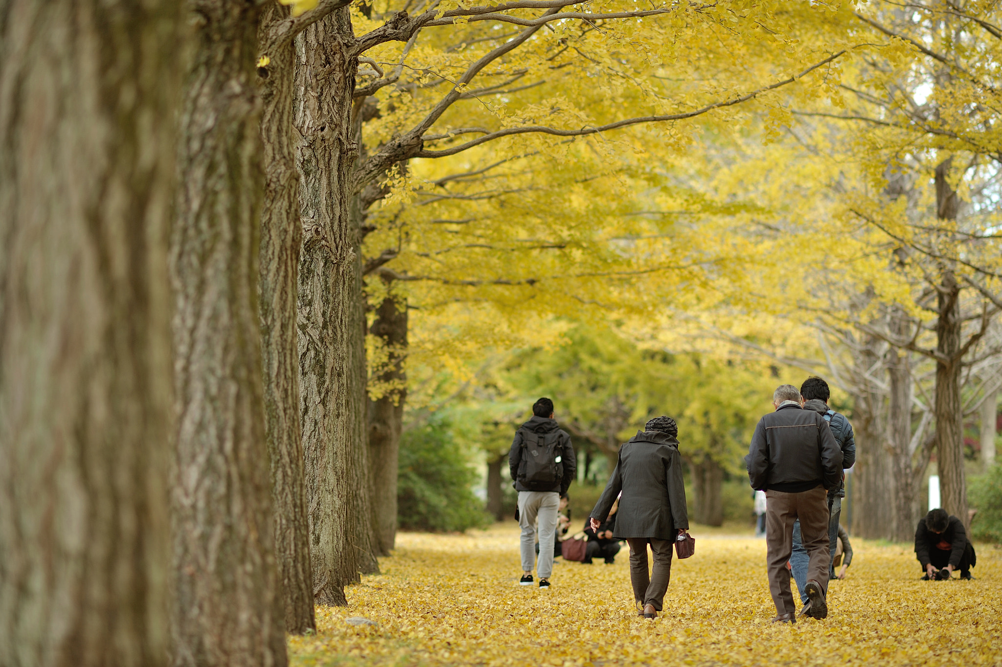 Nikon D700 sample photo. Autumn for tokyoites photography