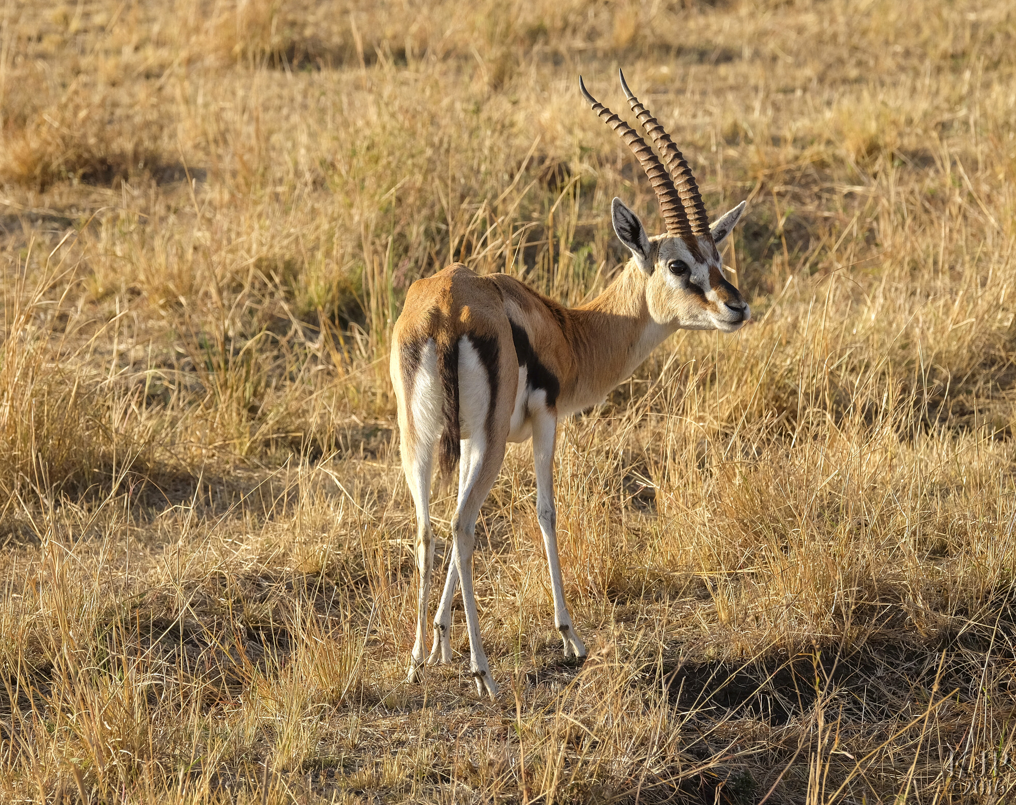 Fujifilm XF 100-400mm F4.5-5.6 R LM OIS WR sample photo. Thomson's gazelle photography