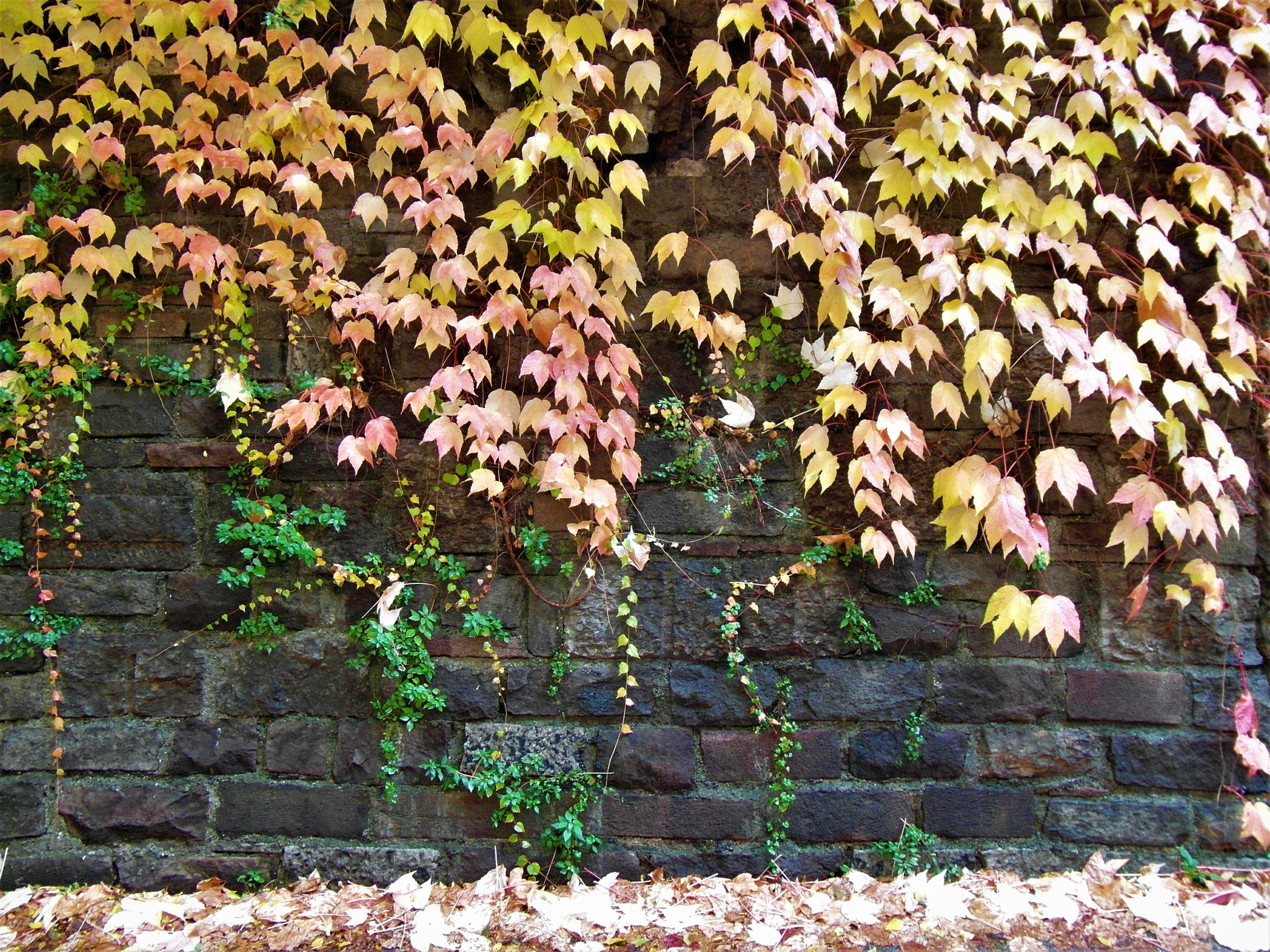 Samsung WB750 sample photo. Wall of leaves photography