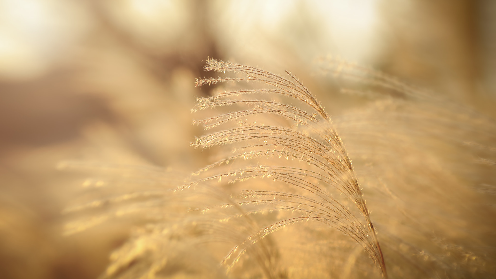Nikon D3S + Sigma 85mm F1.4 EX DG HSM sample photo