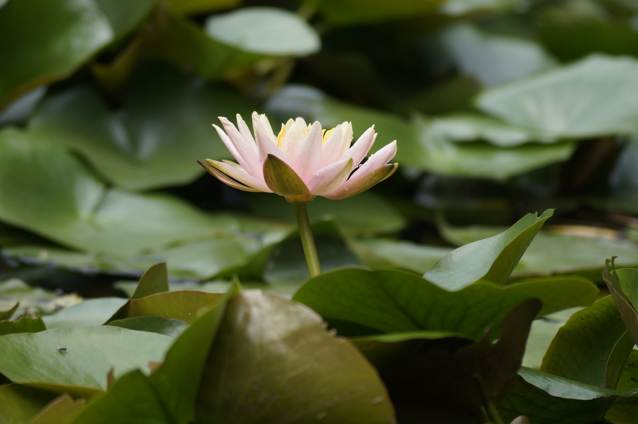 Sony DT 55-200mm F4-5.6 SAM sample photo. Dsc photography