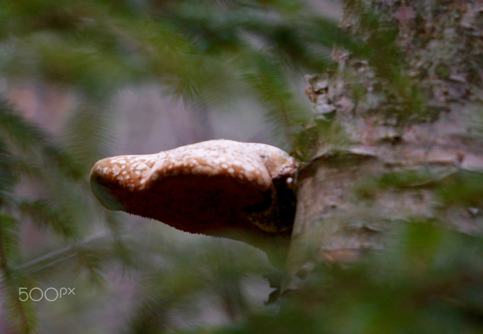 Sony Alpha NEX-6 sample photo. Forest fungus photography