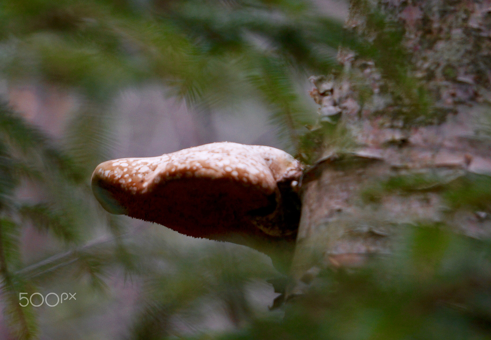 Sony E 55-210mm F4.5-6.3 OSS sample photo. Forest fungus photography