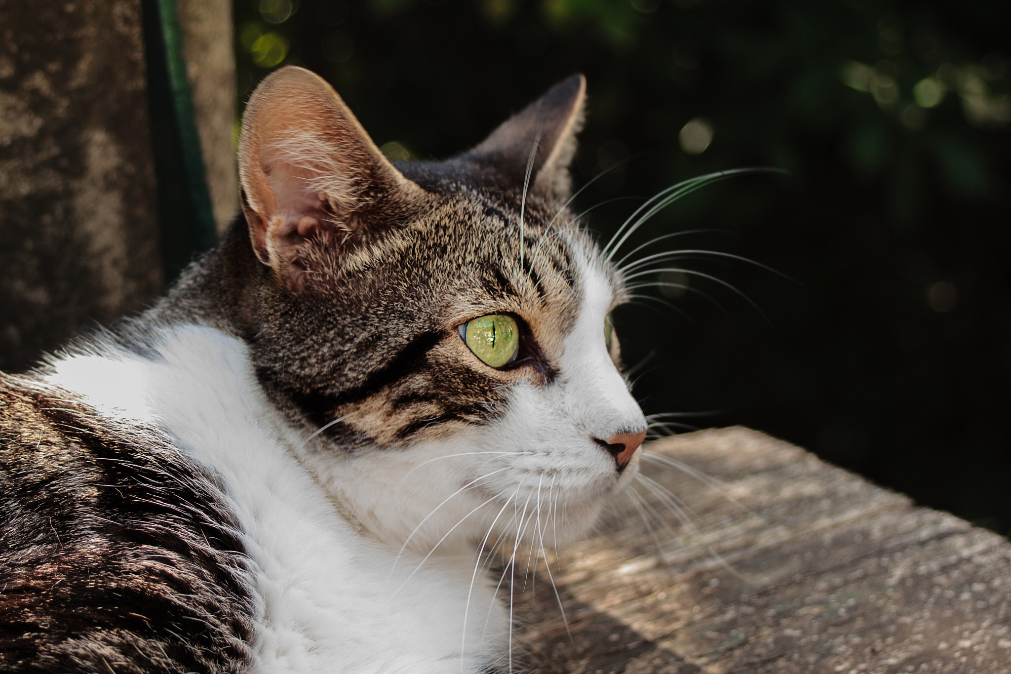 Canon EF 28-80mm f/3.5-5.6 sample photo