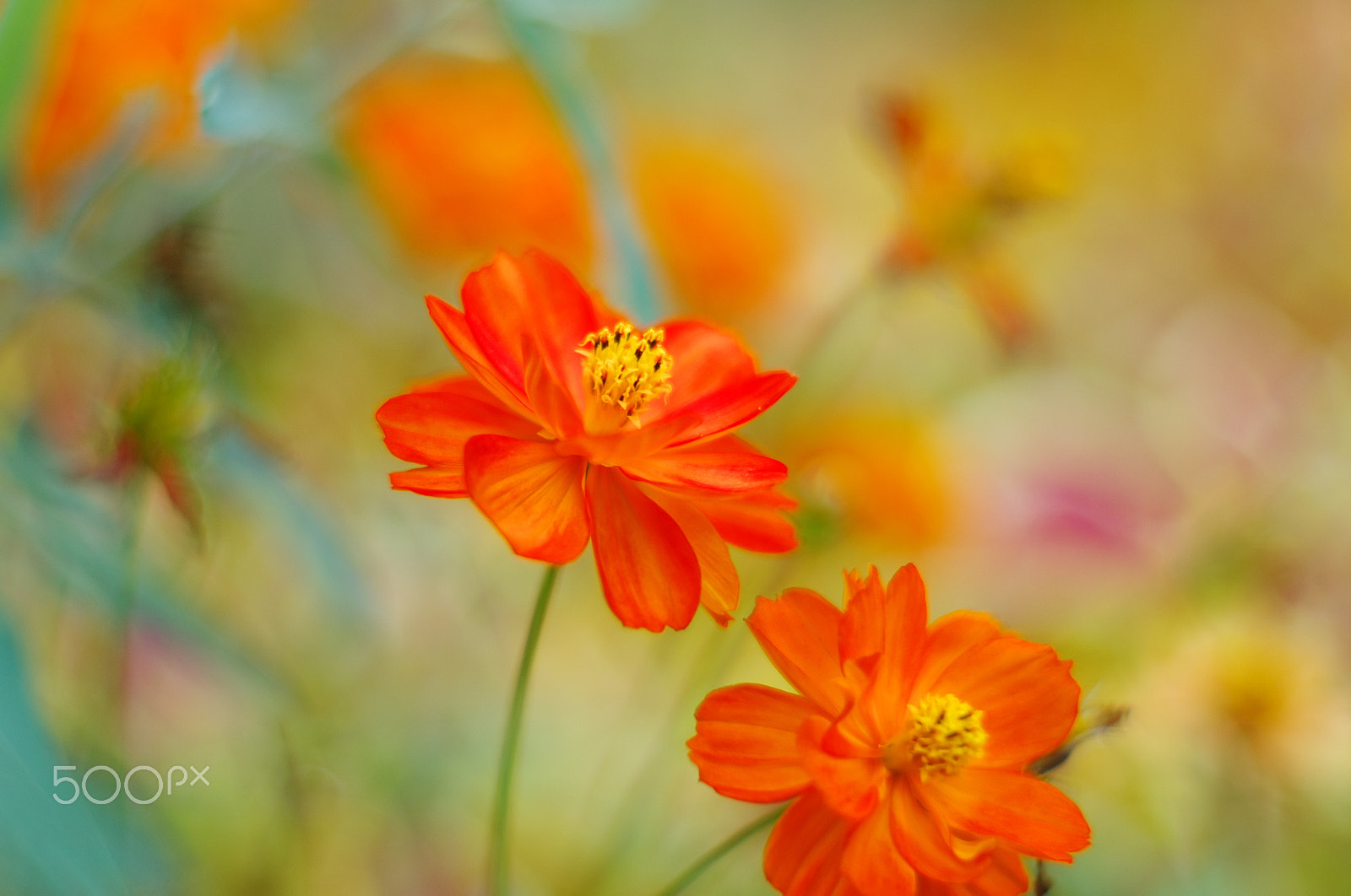 Pentax K-5 IIs + Pentax smc FA 50mm F1.4 sample photo. Color world photography