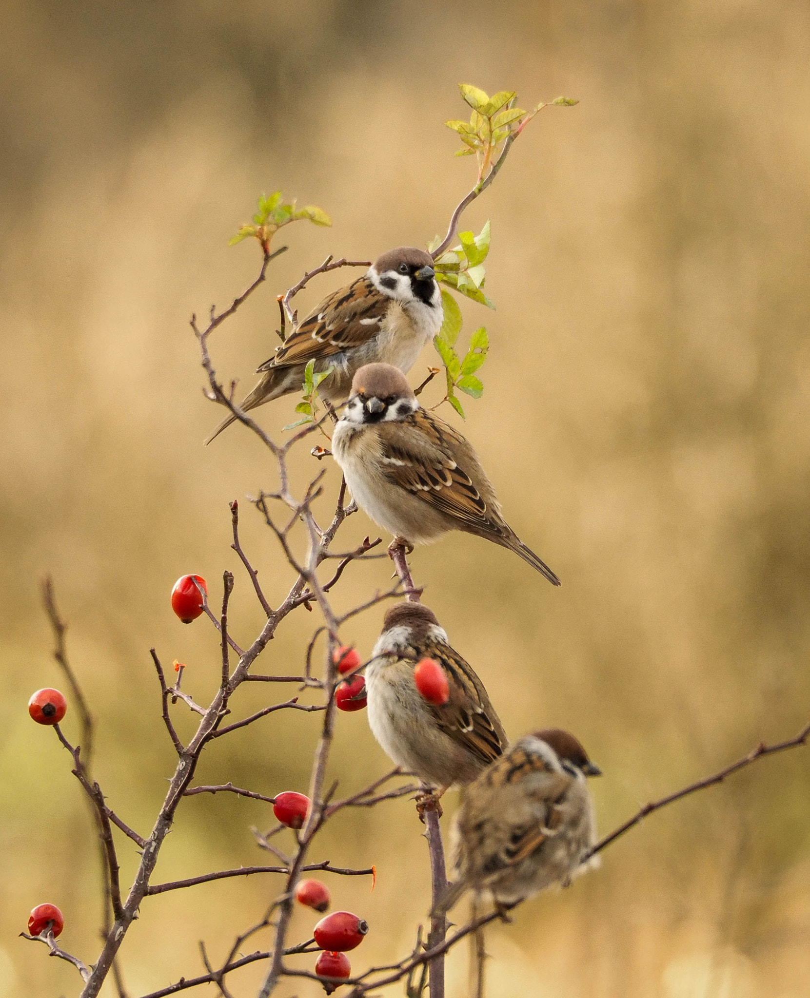 Olympus PEN E-PL7 sample photo. Sparrows photography