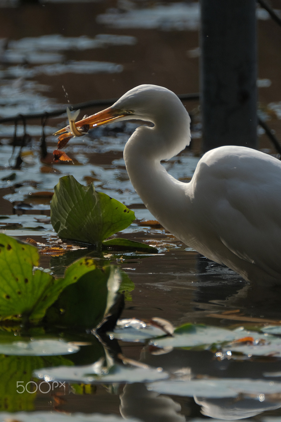 XF100-400mmF4.5-5.6 R LM OIS WR + 1.4x sample photo. Predator in the daytime photography