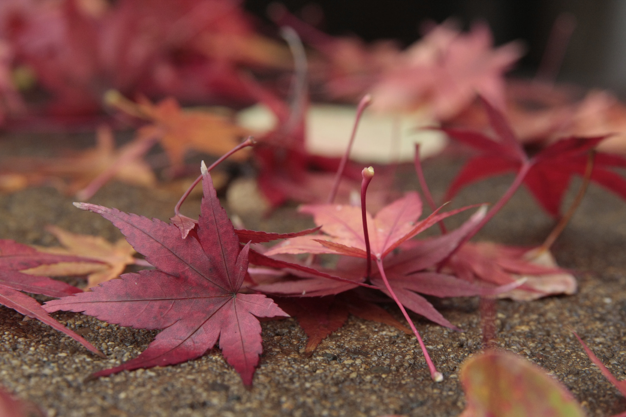 Canon EOS 40D sample photo