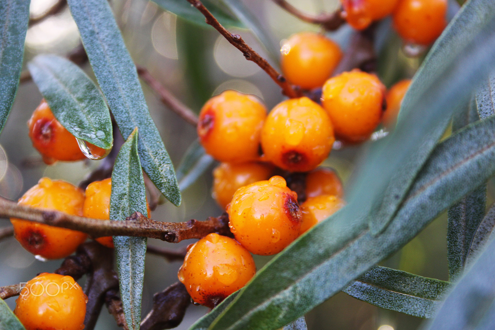 Canon EF-S 18-55mm F3.5-5.6 II sample photo. Sandthorn photography