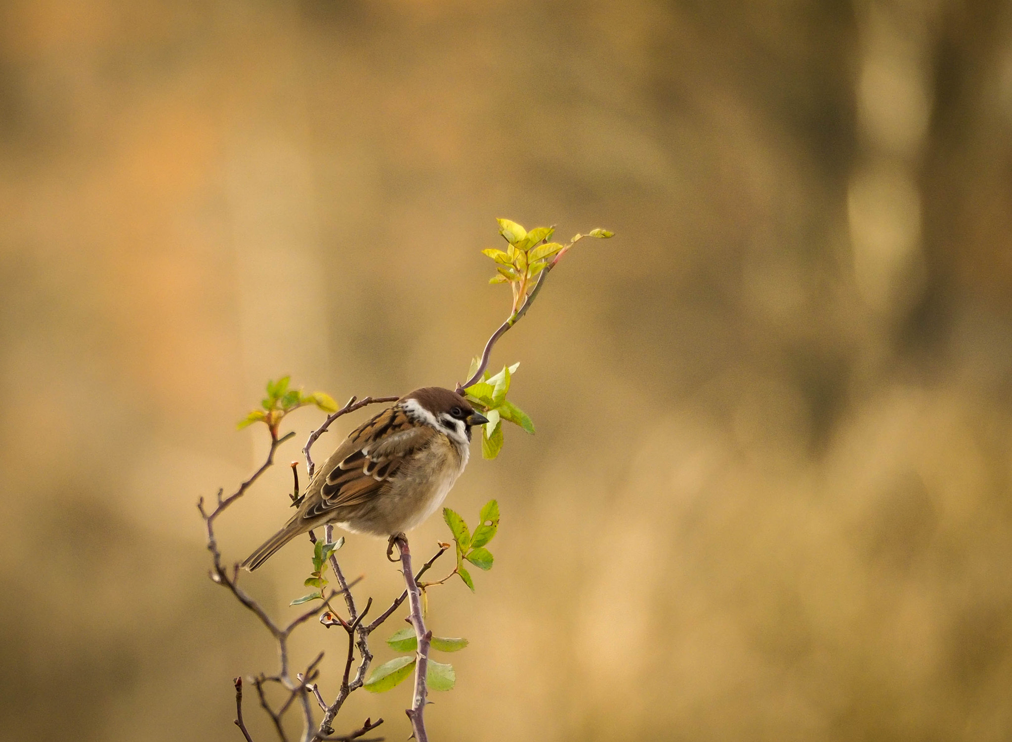 Olympus PEN E-PL7 sample photo. Sparrow photography