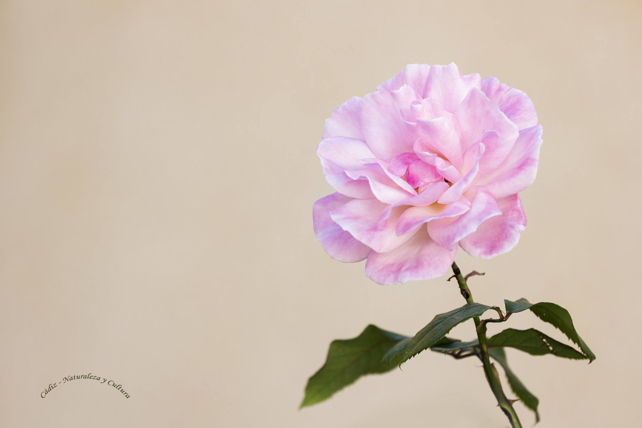 Canon EOS 550D (EOS Rebel T2i / EOS Kiss X4) sample photo. La rosa  rosa ♪♫ photography