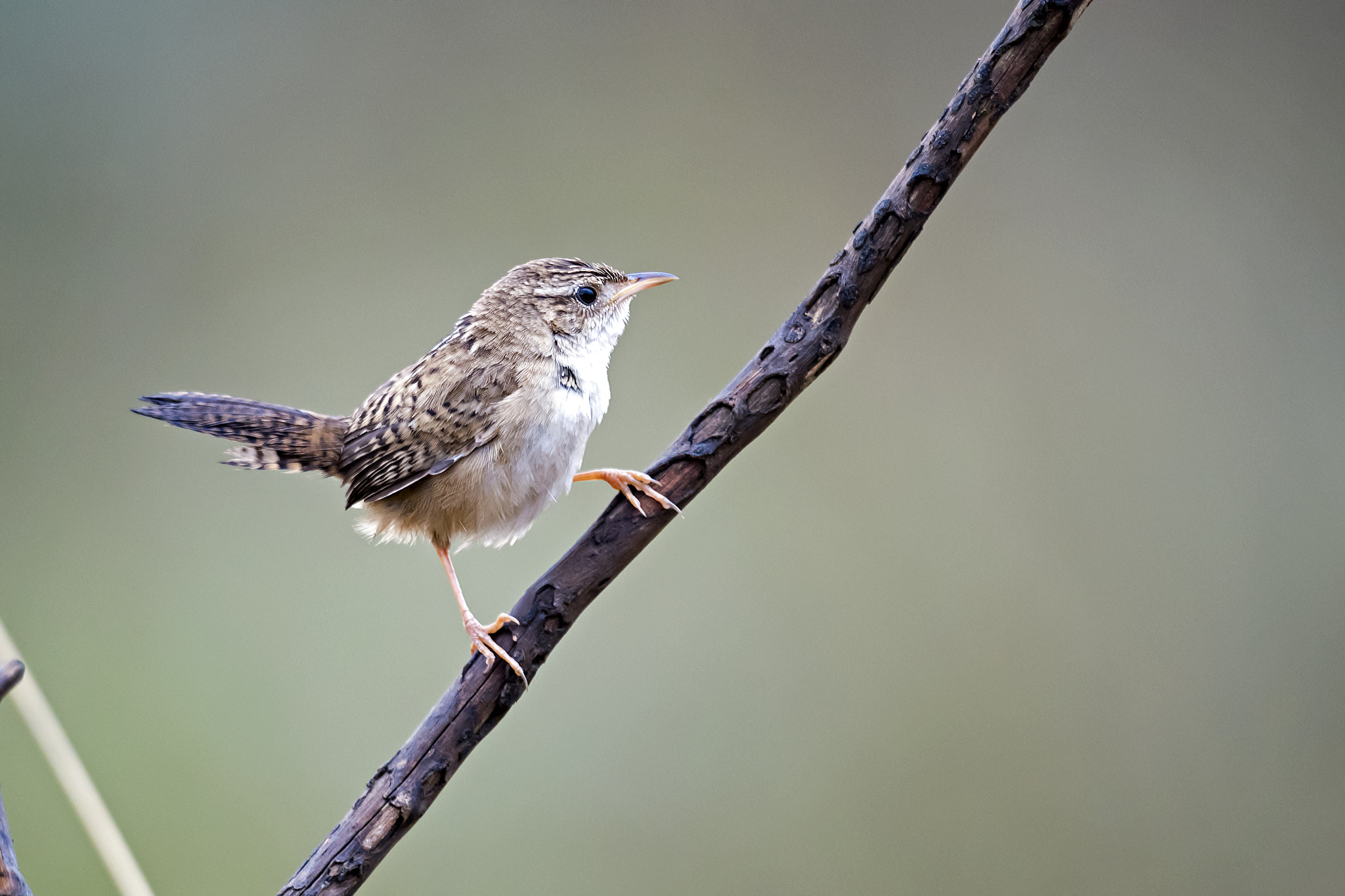 Nikon D5 sample photo. Sedge wren photography