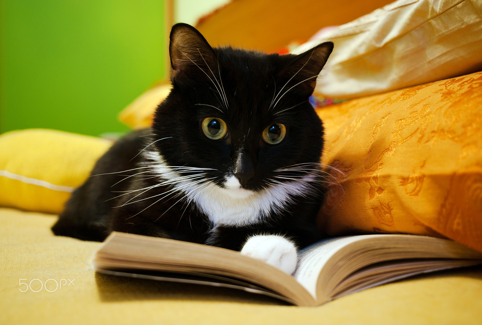 Canon EF-S 24mm F2.8 STM sample photo. Black and white cat and open book photography