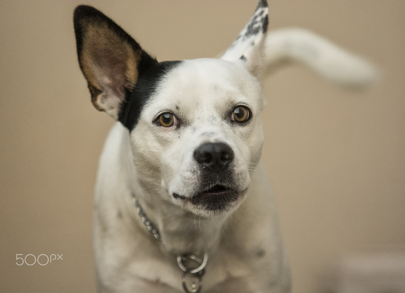 Nikon D5200 + Sigma 70-200mm F2.8 EX DG OS HSM sample photo. Nino: my dog´s face photography