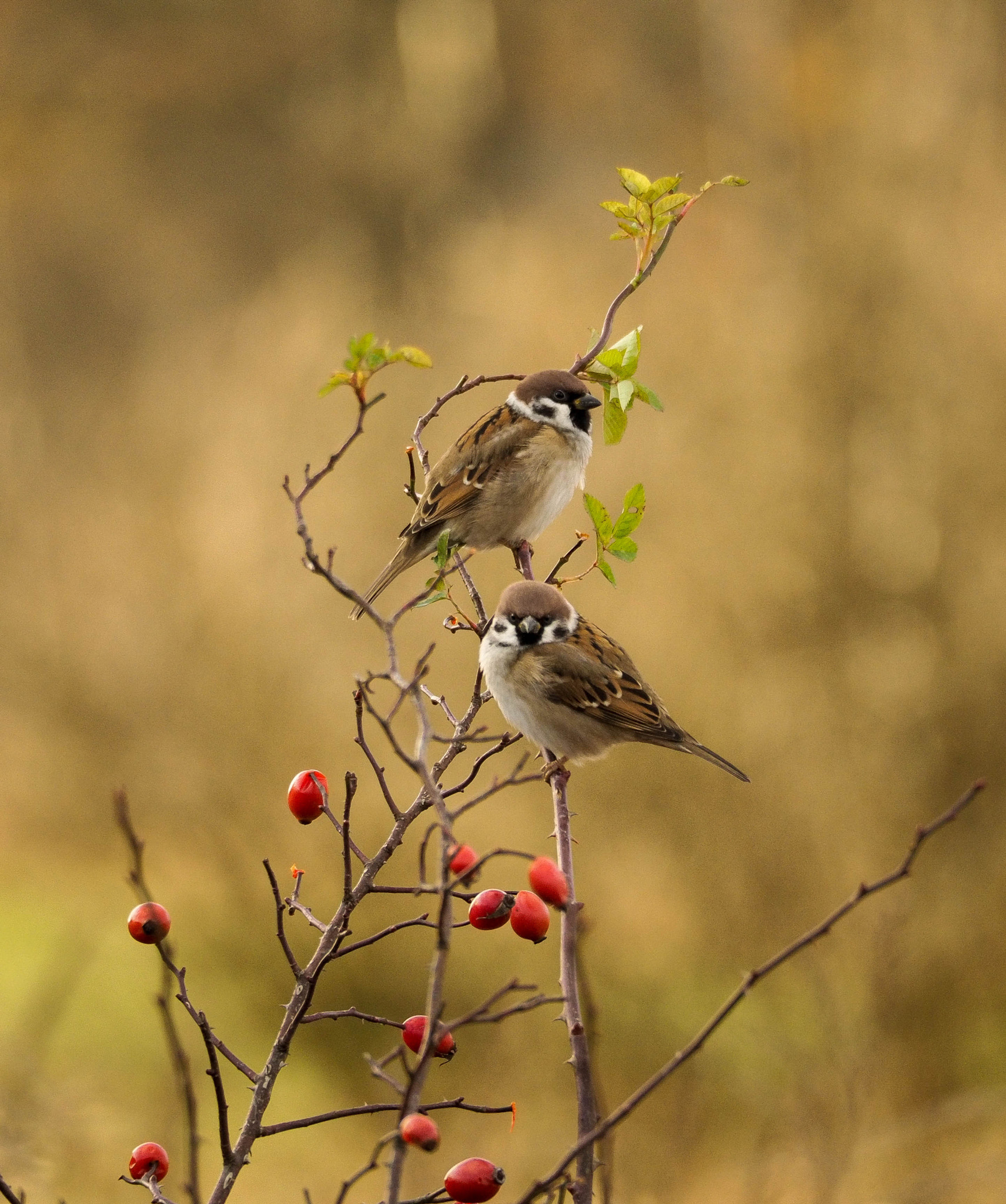 Olympus PEN E-PL7 sample photo. Two sparrows photography