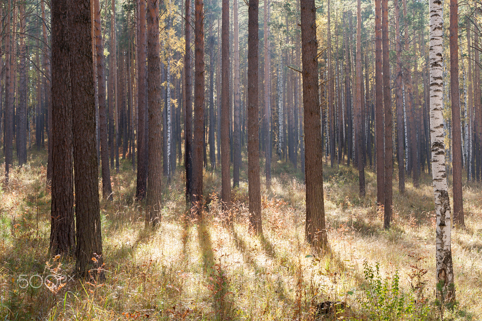 Canon EOS 400D (EOS Digital Rebel XTi / EOS Kiss Digital X) + Canon EF 40mm F2.8 STM sample photo. Sun-drenched autumn deciduous-coniferous forest photography