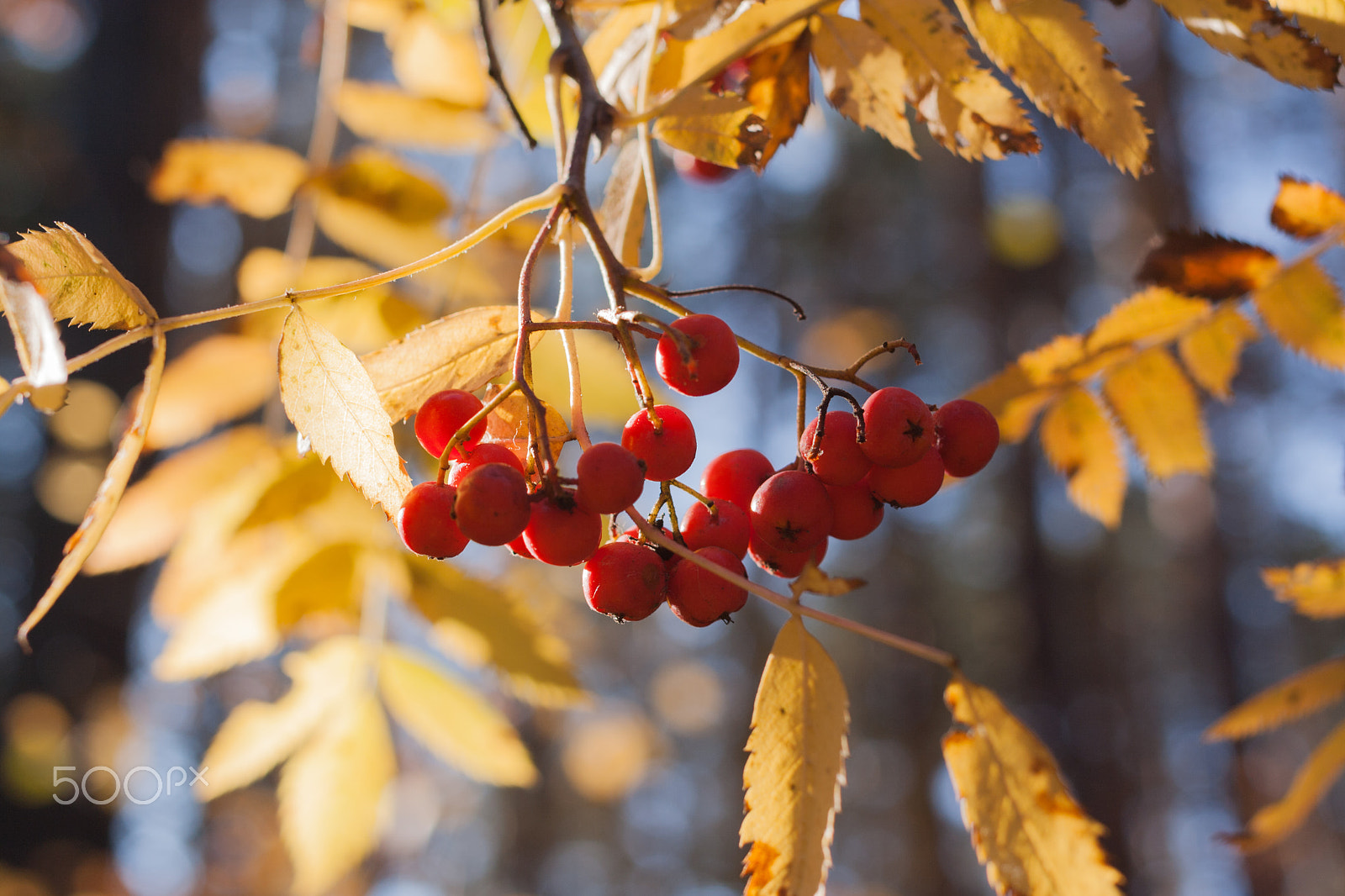 Canon EF 40mm F2.8 STM sample photo. Sunlit yellow leaves and bunches of rowan berries. photography