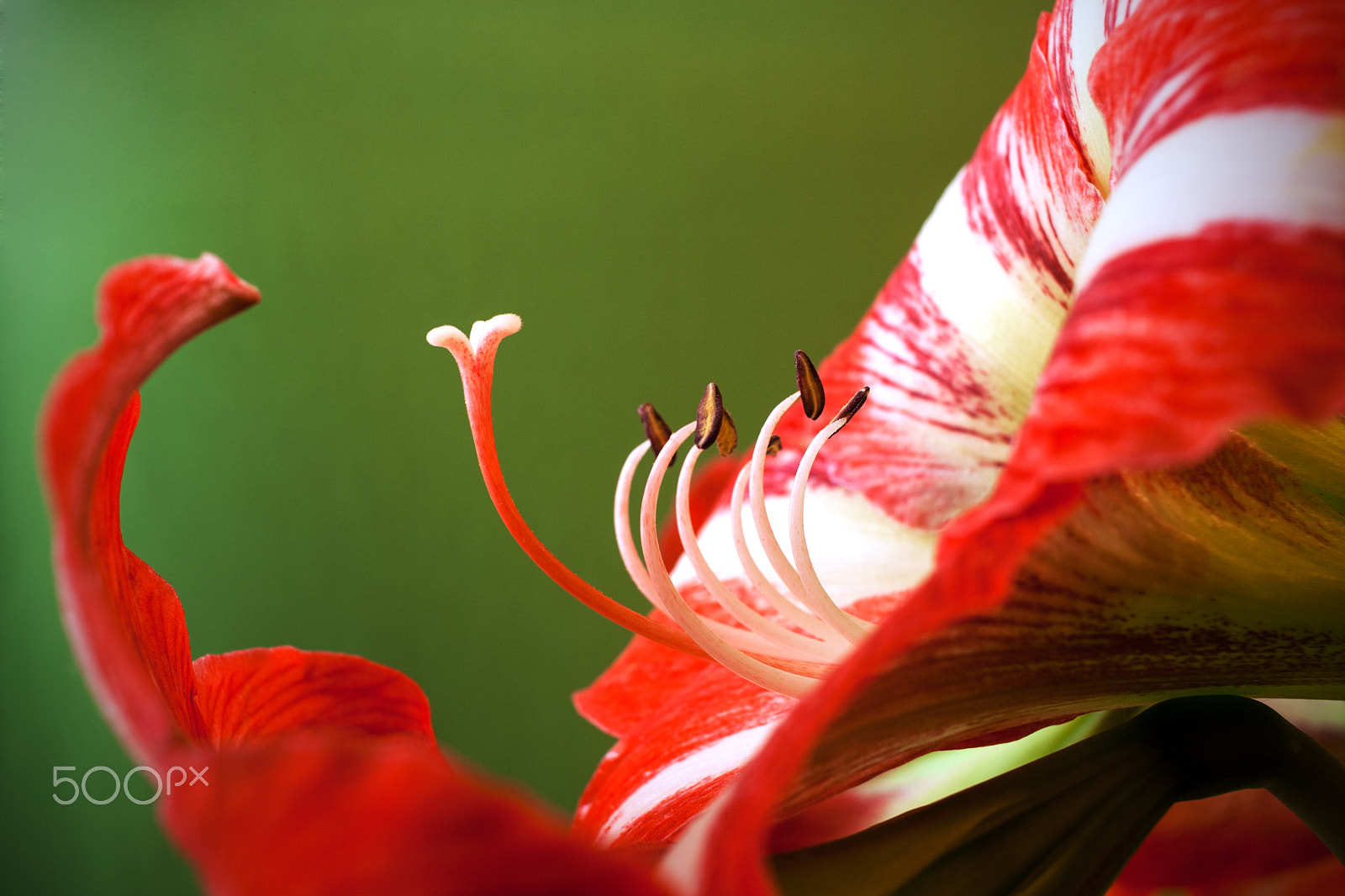 Canon EF-S 24mm F2.8 STM sample photo. Close-up pistils and stamens of amaryllis flower photography