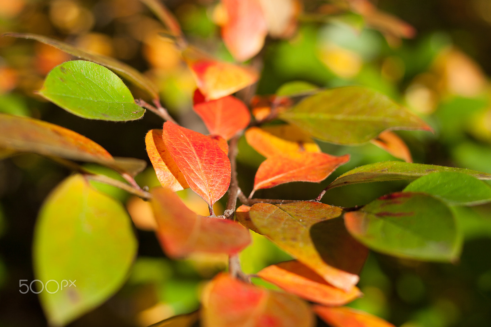 Canon EF 40mm F2.8 STM sample photo. Multi-colored autumn leaves close up. photography