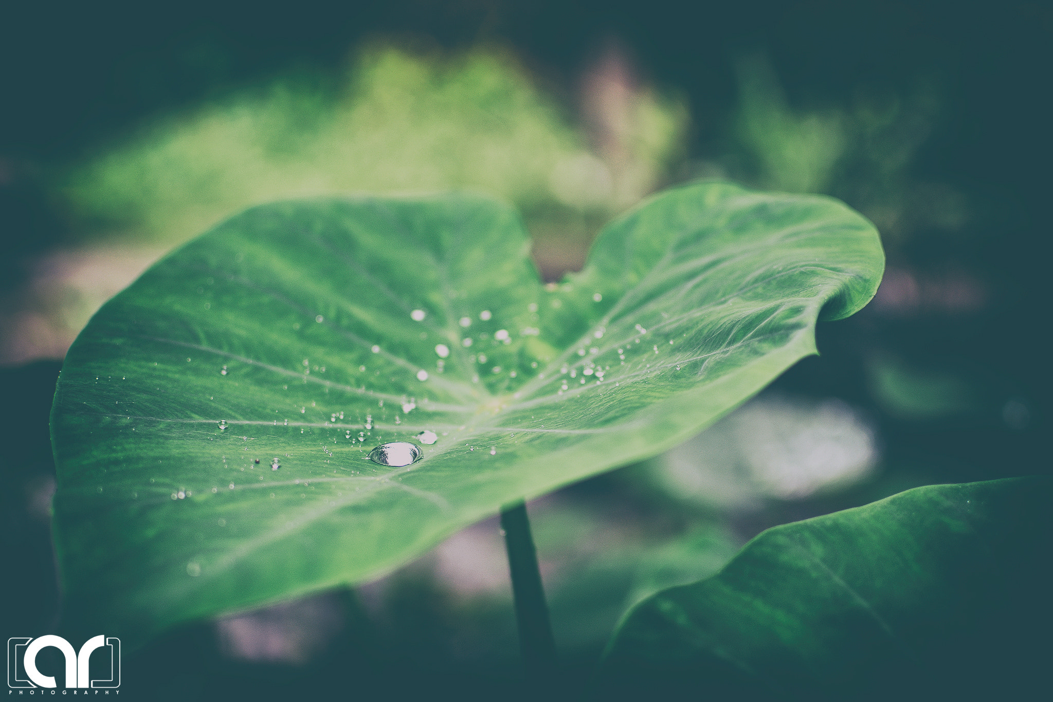 Nikon D5200 + Sigma 35mm F1.4 DG HSM Art sample photo. Water drops photography