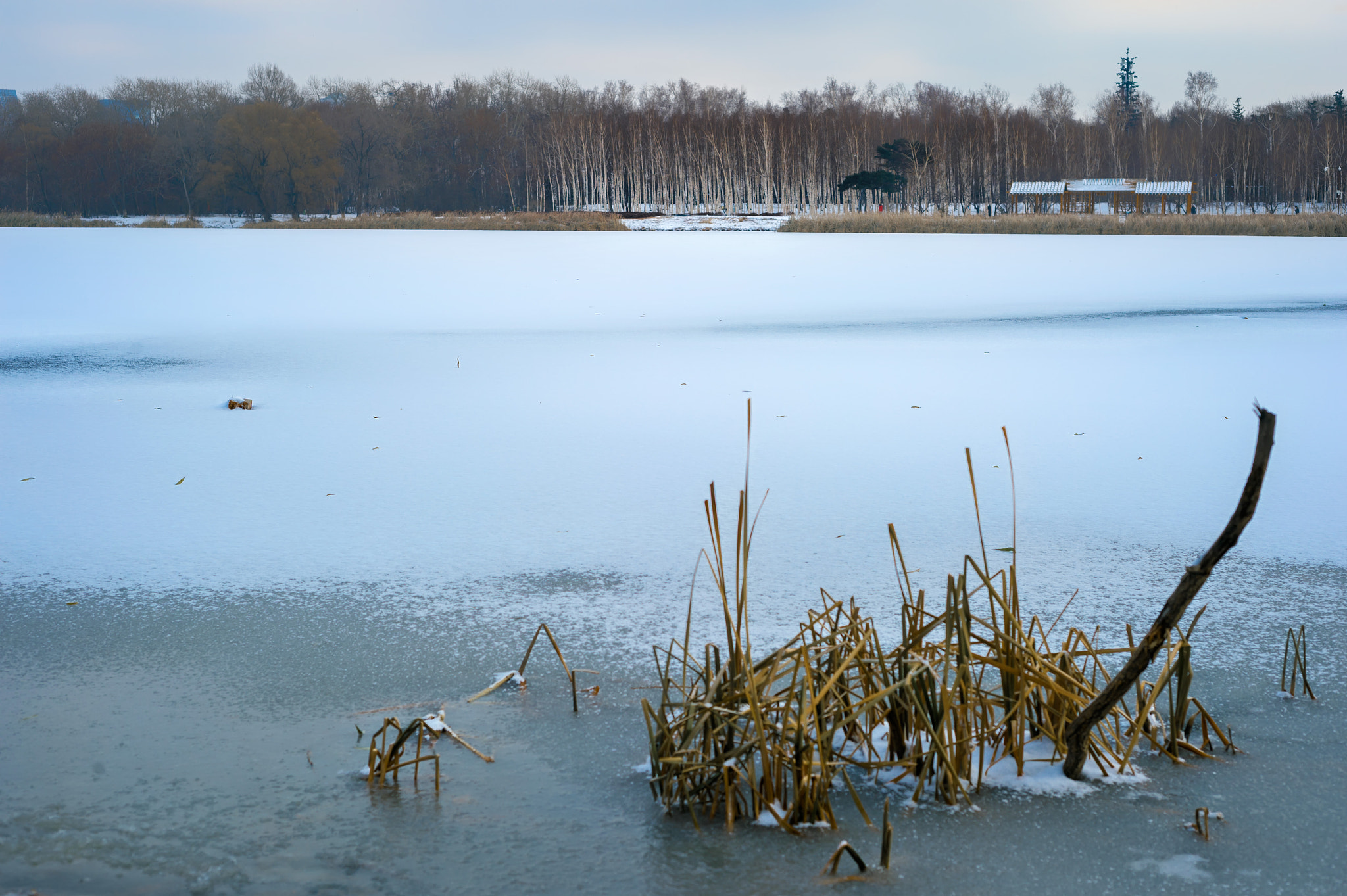 Nikon Df sample photo. Nanhu park photography