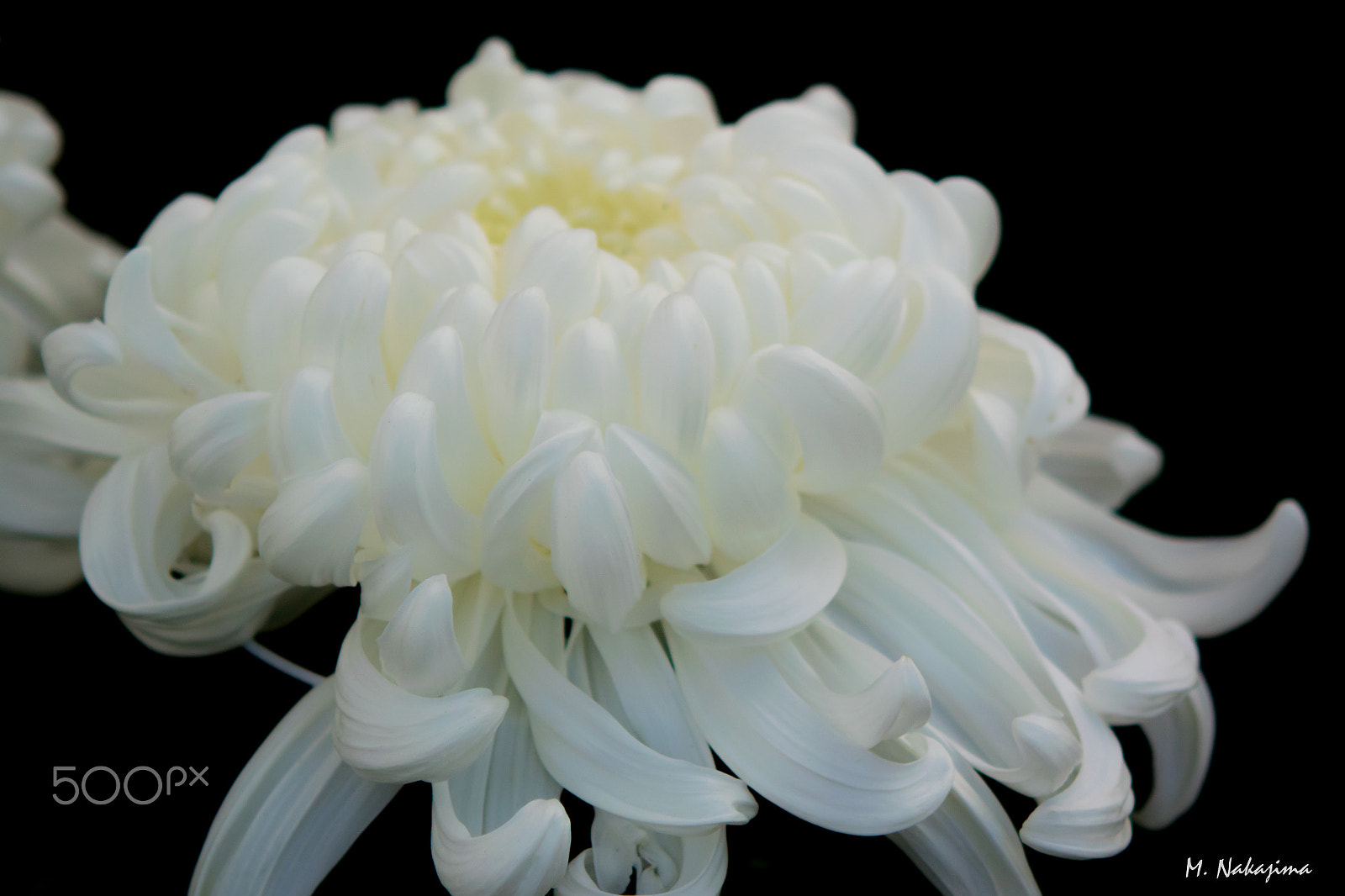 Nikon 1 V3 + 60mm f/2.8G sample photo. Chrysanthemum -2 photography