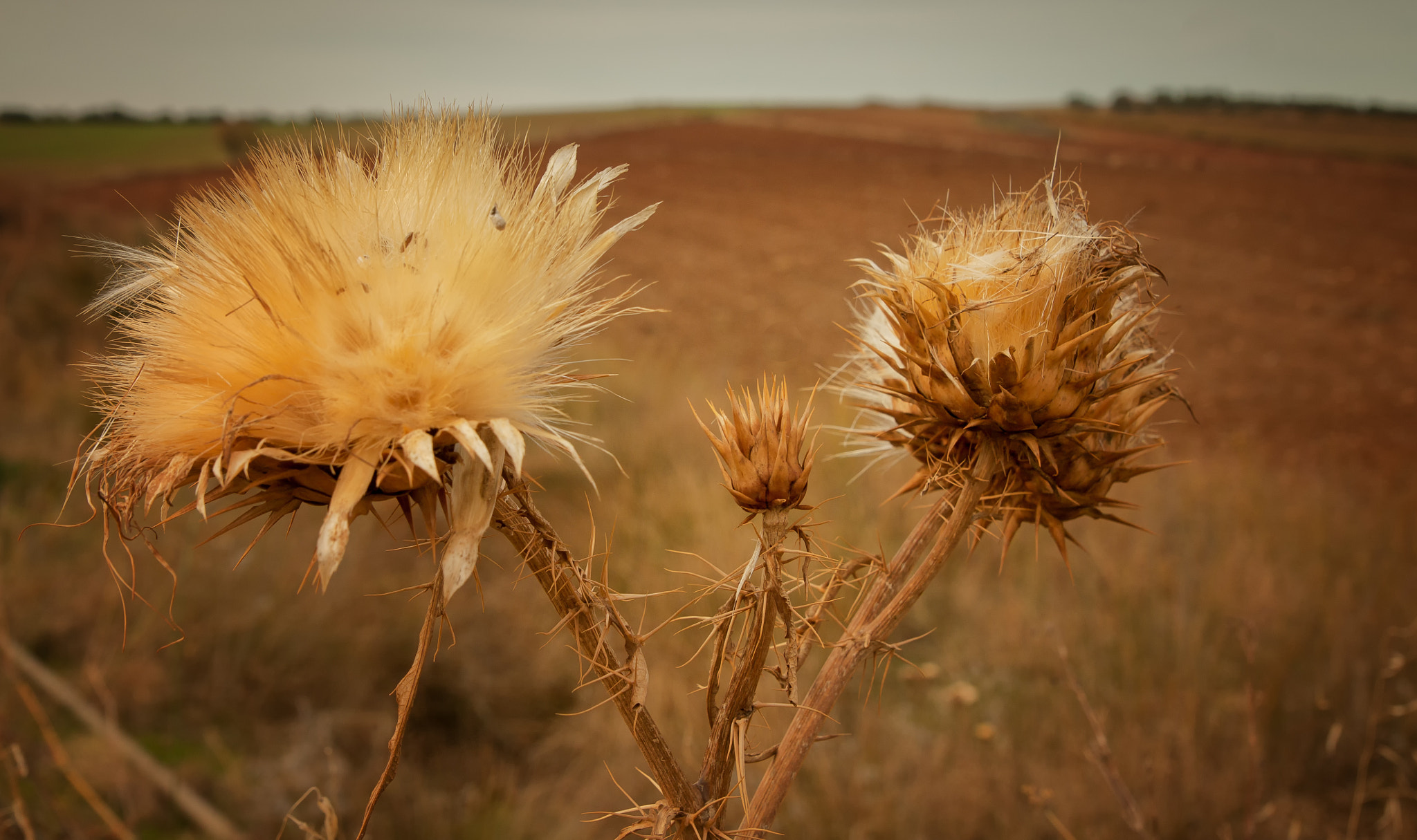 Tamron SP AF 17-50mm F2.8 XR Di II LD Aspherical (IF) sample photo. Naturaleza photography
