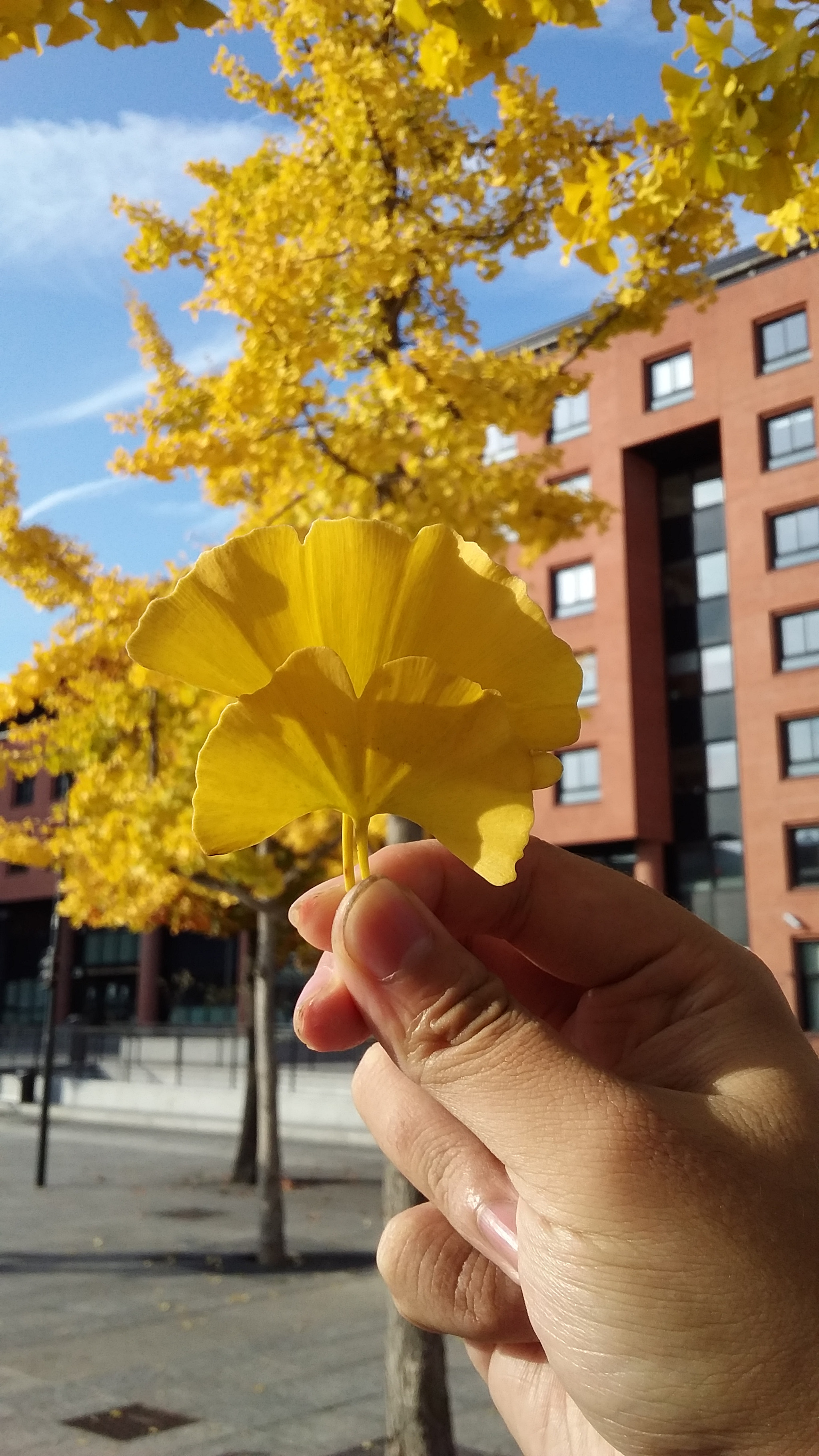 Samsung Galaxy J3 Pro sample photo. 20161028_110807.jpg photography