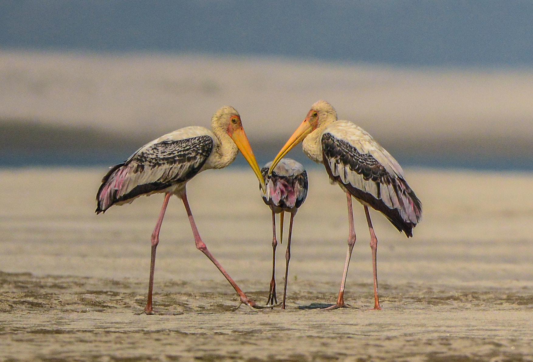 Nikon Nikkor AF-S 300mm F4E PF ED VR sample photo. Painted stork photography