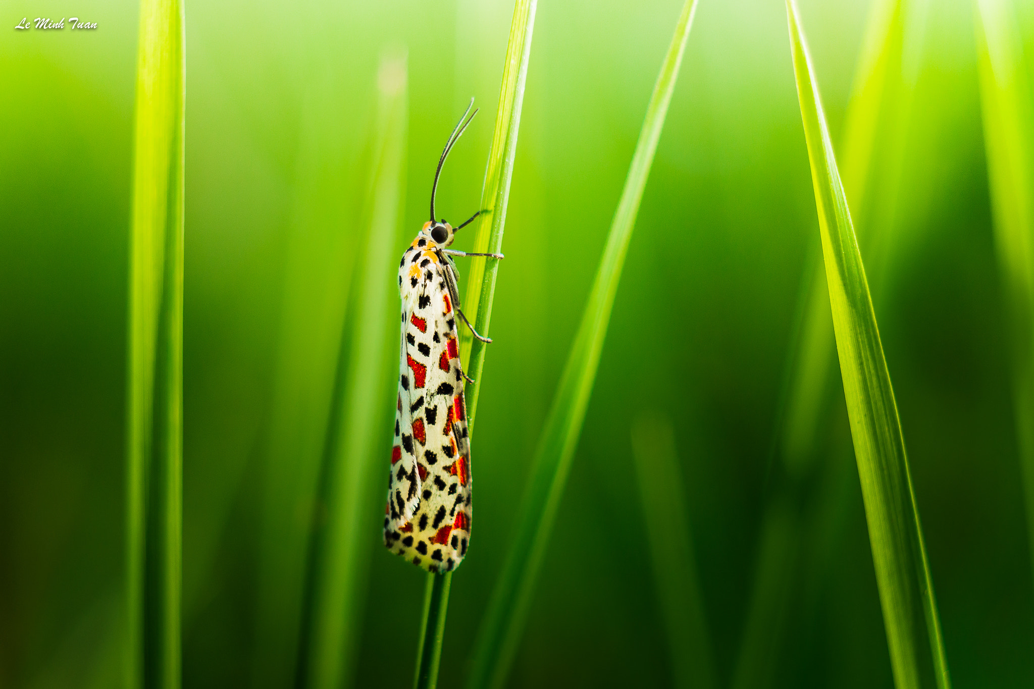 Sony Alpha NEX-7 sample photo. Flowery butterfly photography