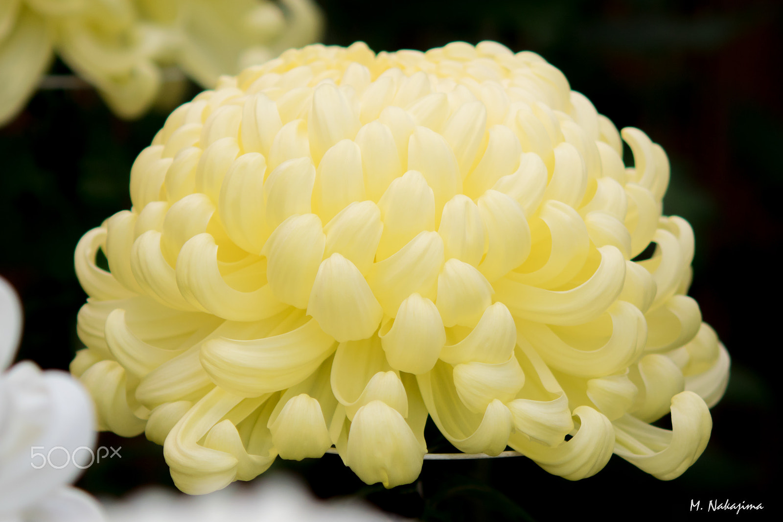 Nikon 1 V3 + 60mm f/2.8G sample photo. Chrysanthemum -3 photography