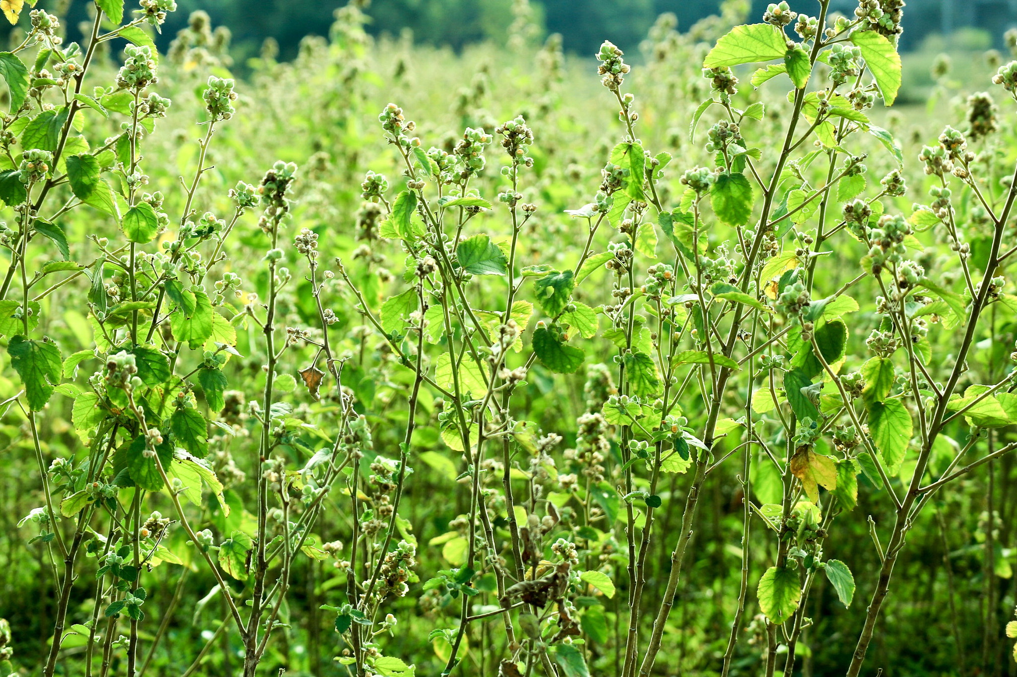 Canon EOS M10 sample photo. Green photography