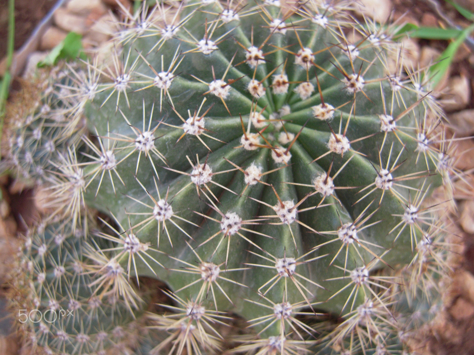 Nikon Coolpix S610 sample photo. Very nice picture of my garden photography