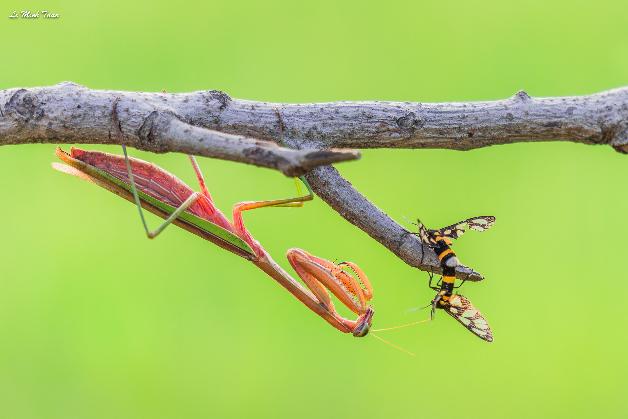 Sony Alpha NEX-7 + Sony E 55-210mm F4.5-6.3 OSS sample photo. Happy to meet you photography