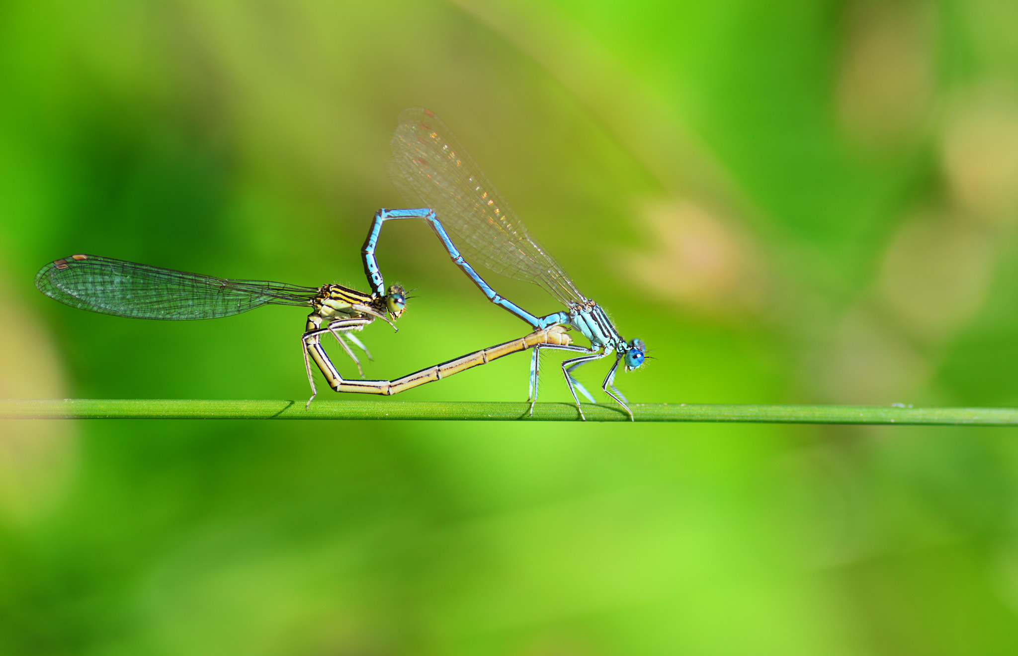 Nikon D800 sample photo. X photography