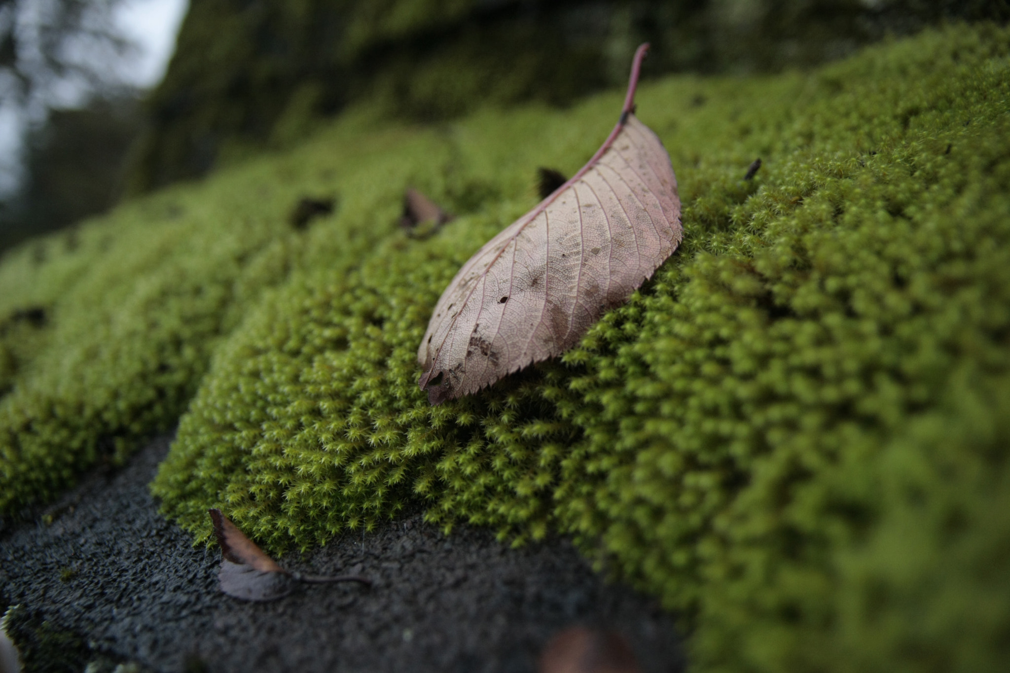 Canon EOS 40D sample photo
