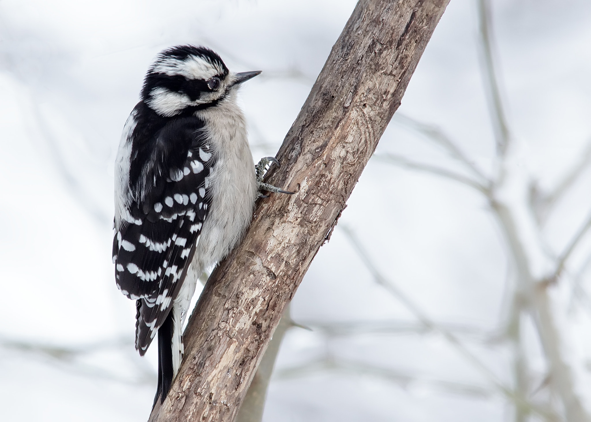 Sigma 150-500mm F5-6.3 DG OS HSM sample photo. Downy woodpecker photography