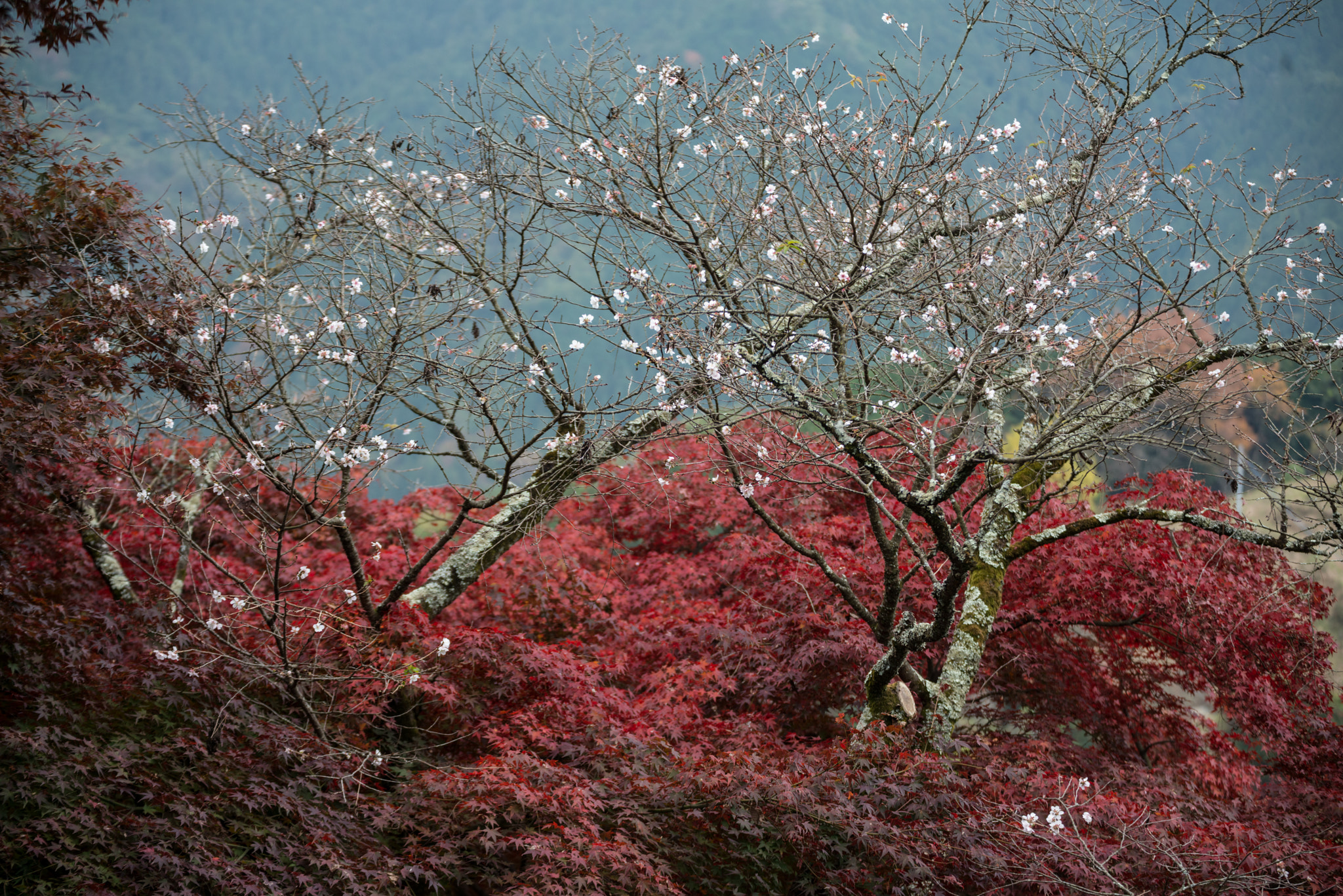 Nikon D800 sample photo. Winter cherry tree photography