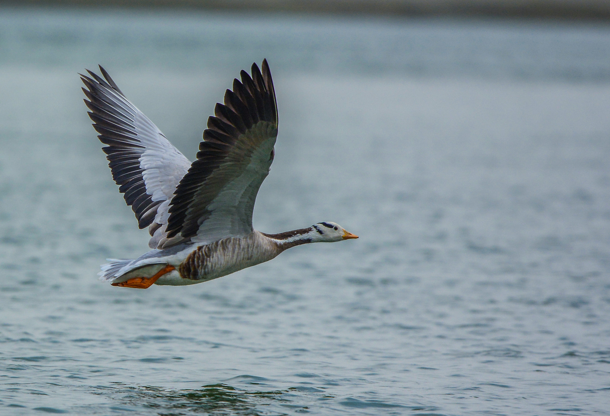 Nikon Nikkor AF-S 300mm F4E PF ED VR sample photo. Bar-headed goose photography