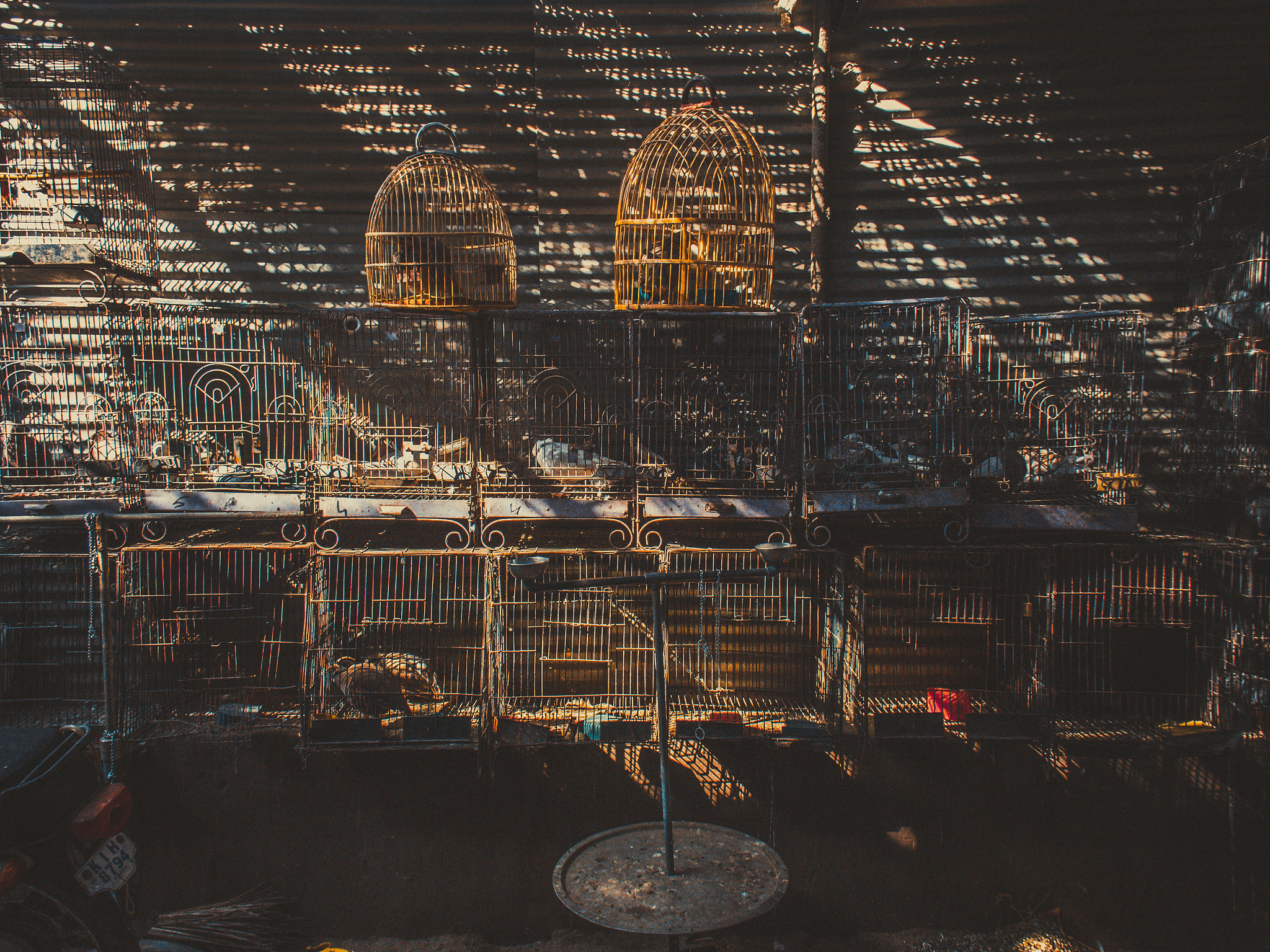 Canon EOS 650D (EOS Rebel T4i / EOS Kiss X6i) sample photo. Cages photography