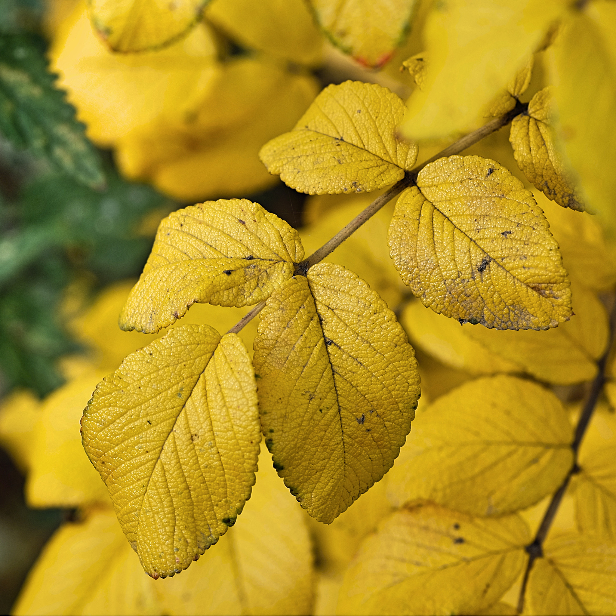 Fujifilm X-M1 + Fujifilm XF 60mm F2.4 R Macro sample photo. Late autumn photography